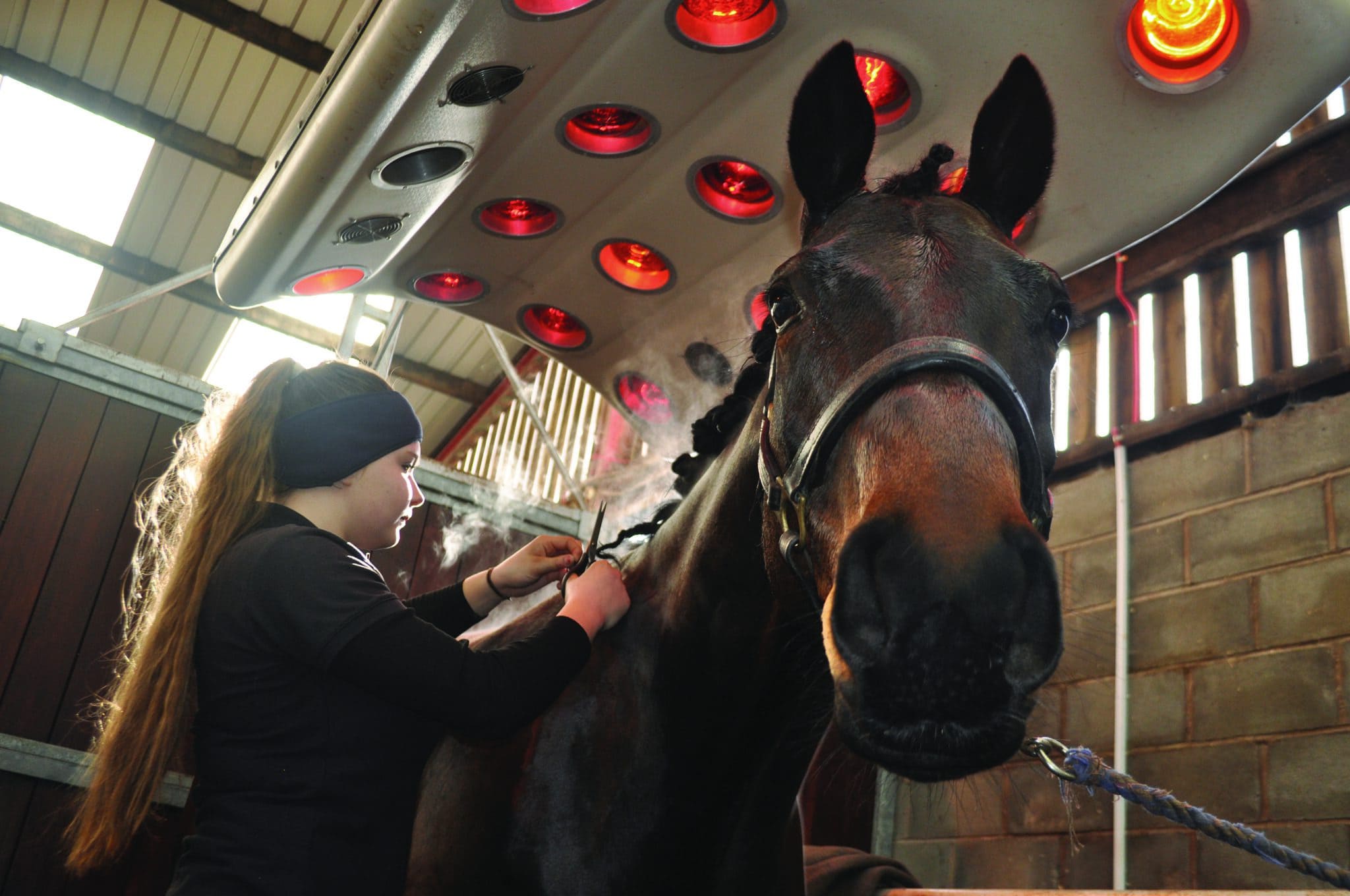 BSc (Hons) Equine Behaviour and Welfare (TopUp) University Centre