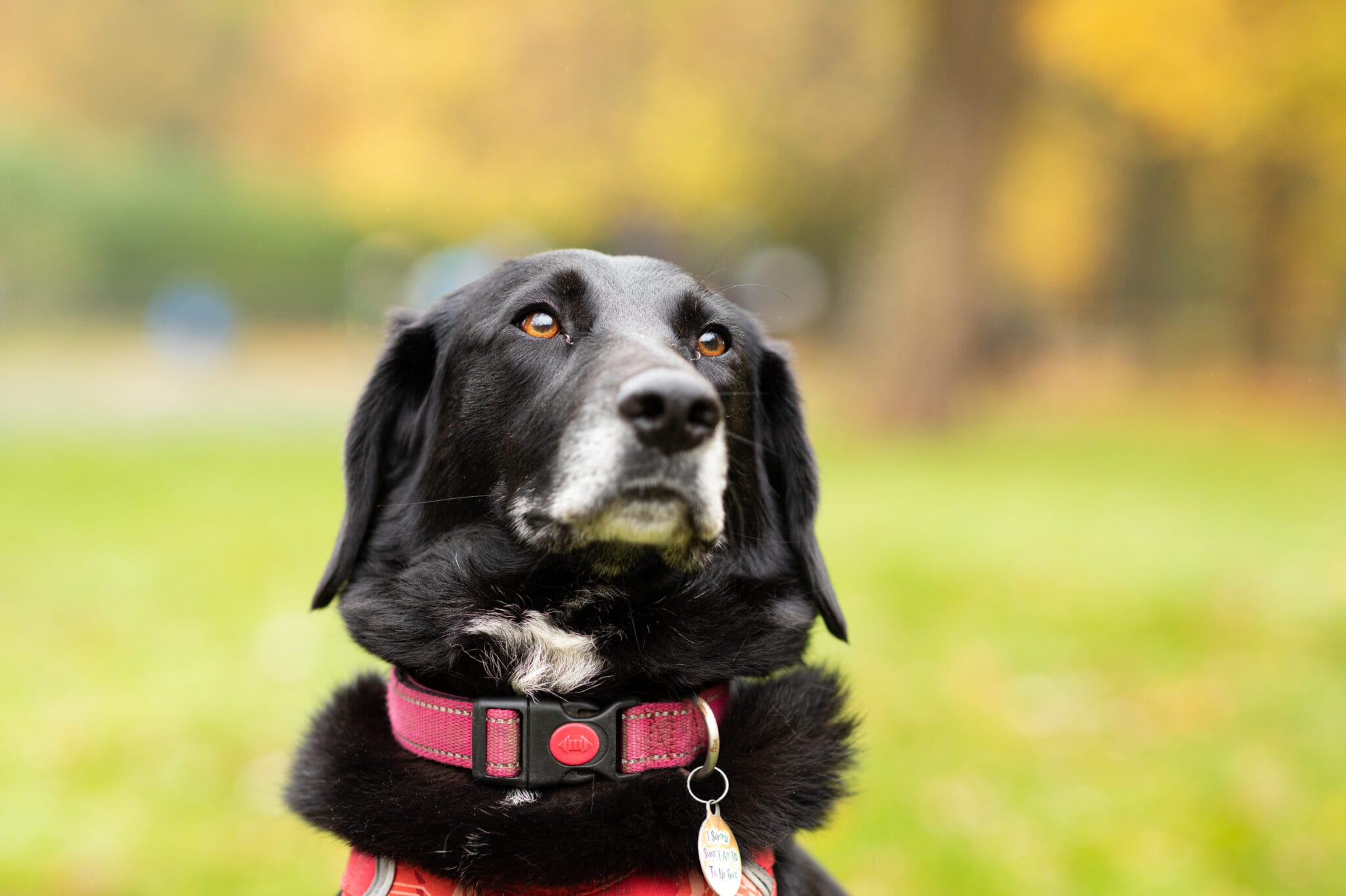 foundation-degree-canine-behaviour-and-training-university-centre