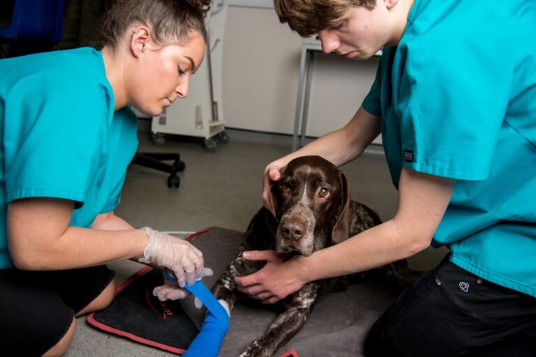Vet Nursing 01