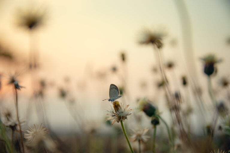 butterfly wildflower meadow