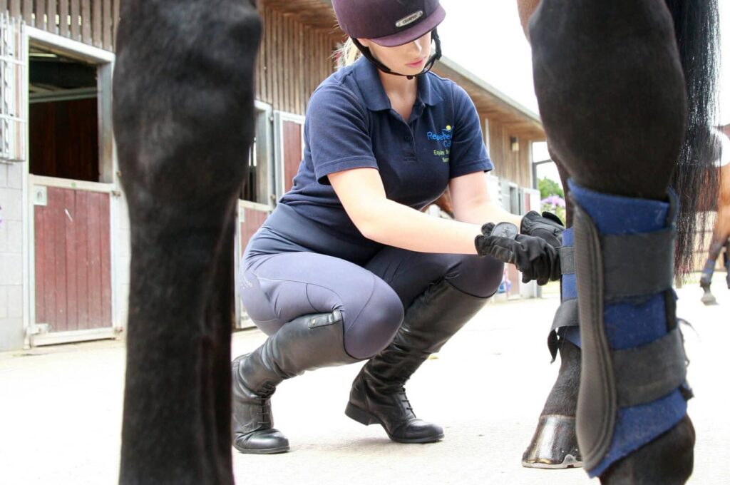 Foundation Degree in Equine Training and Rehabilitation University