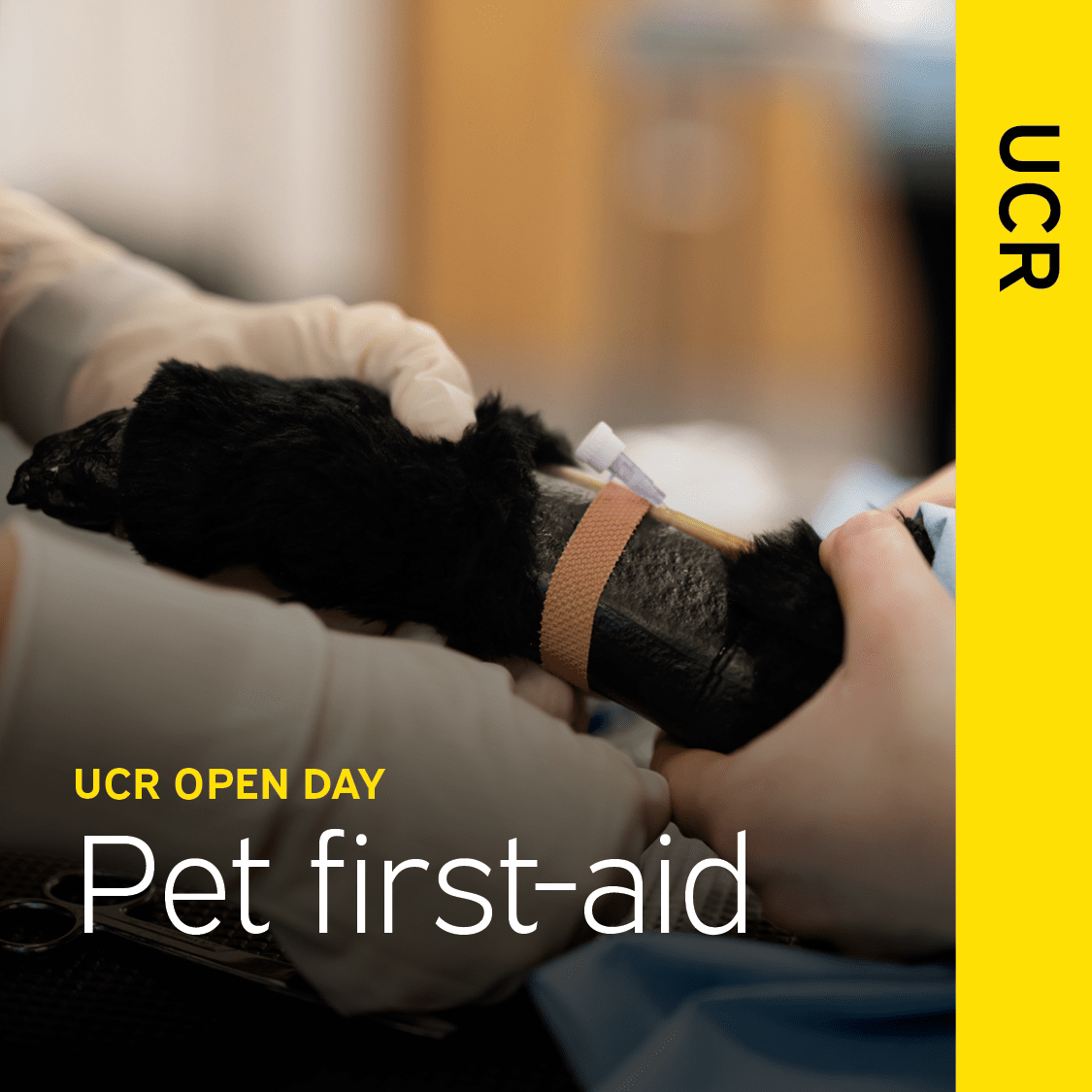 Pet first-aid