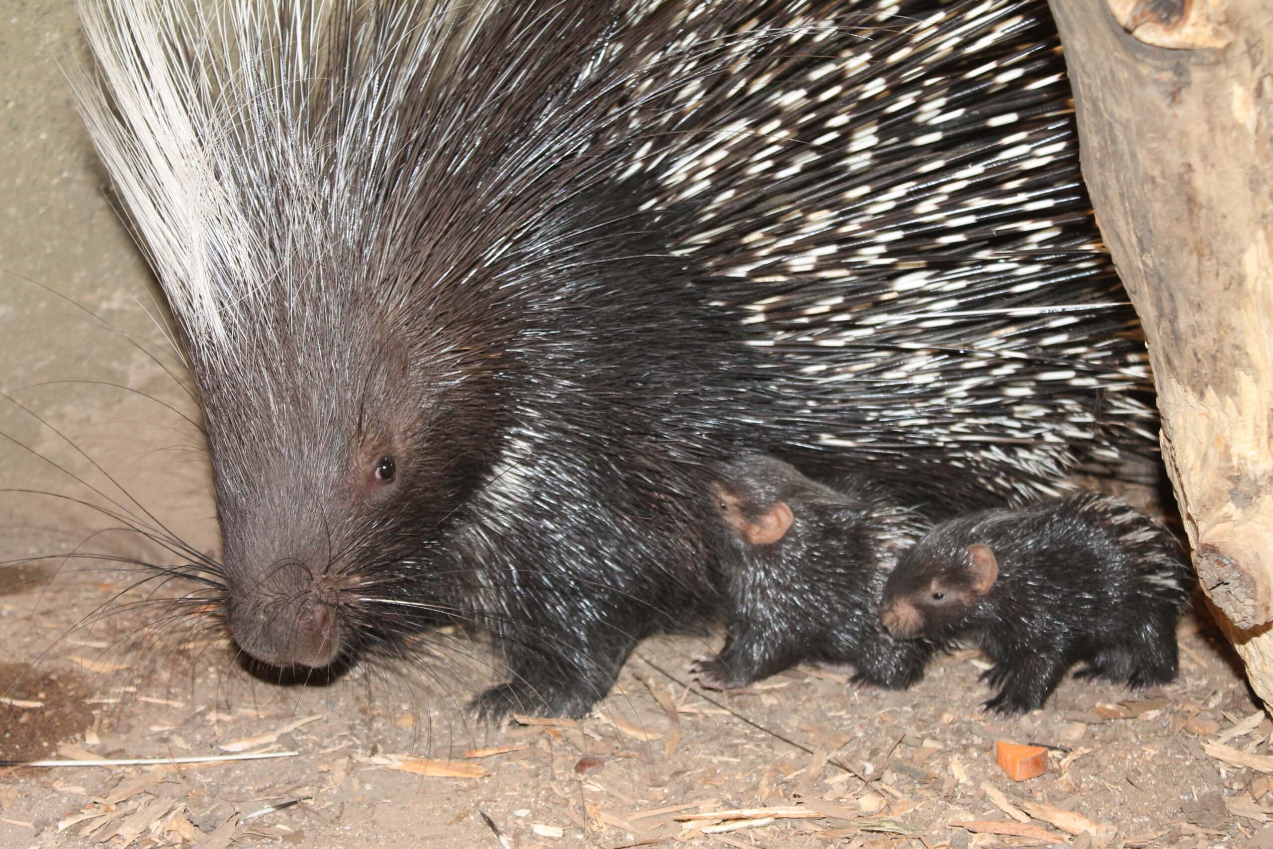 What Are Porcupine Babies Called At Conrad Martinez Blog