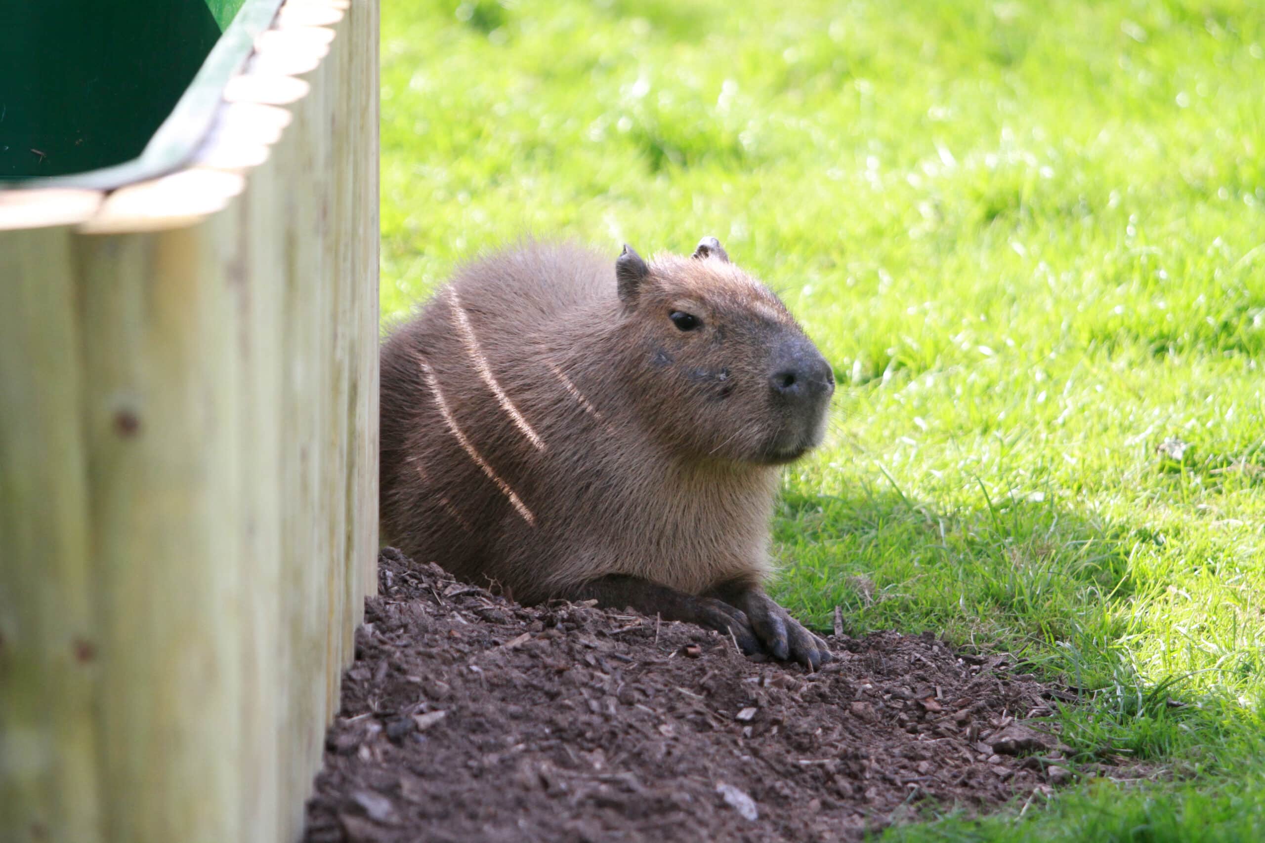 Capybara at Reaseheath Mini Zoo