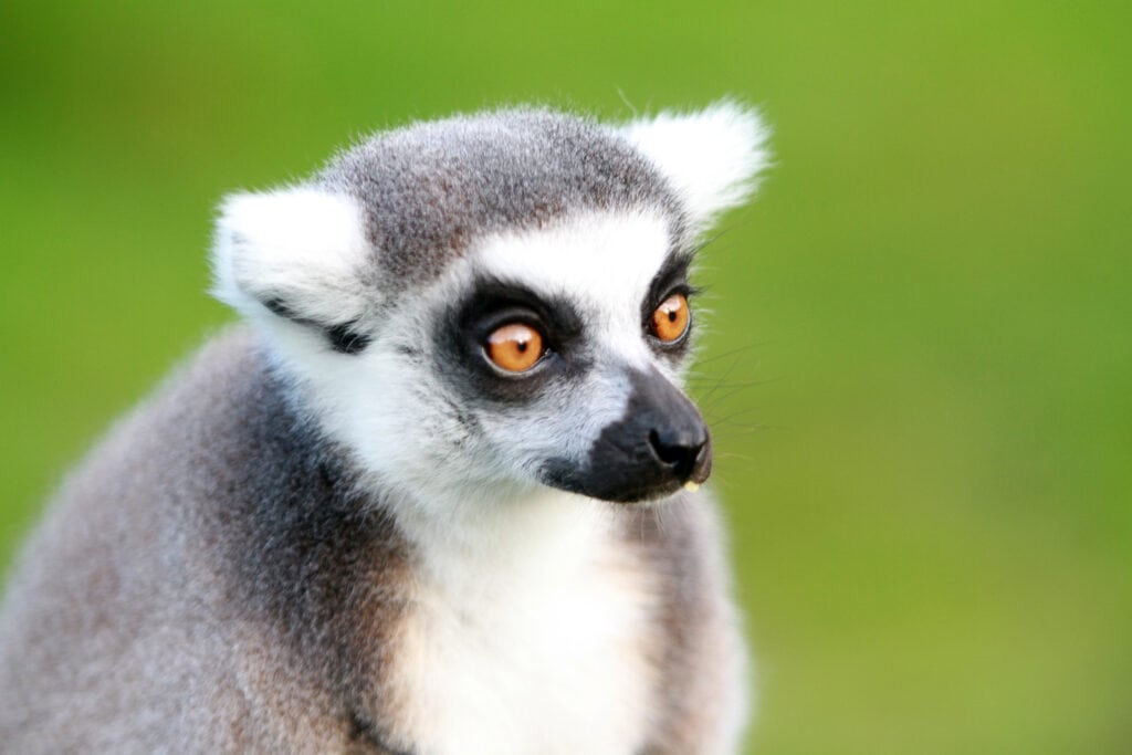 Lemur at Reaseheath Mini Zoo