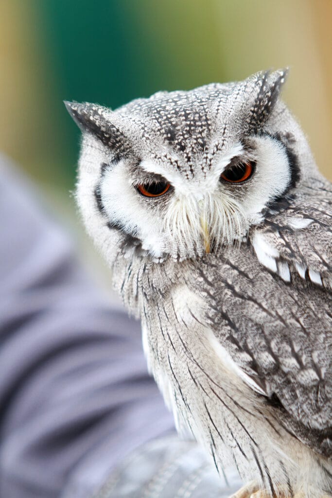 Owl at Reaseheath Mini Zoo