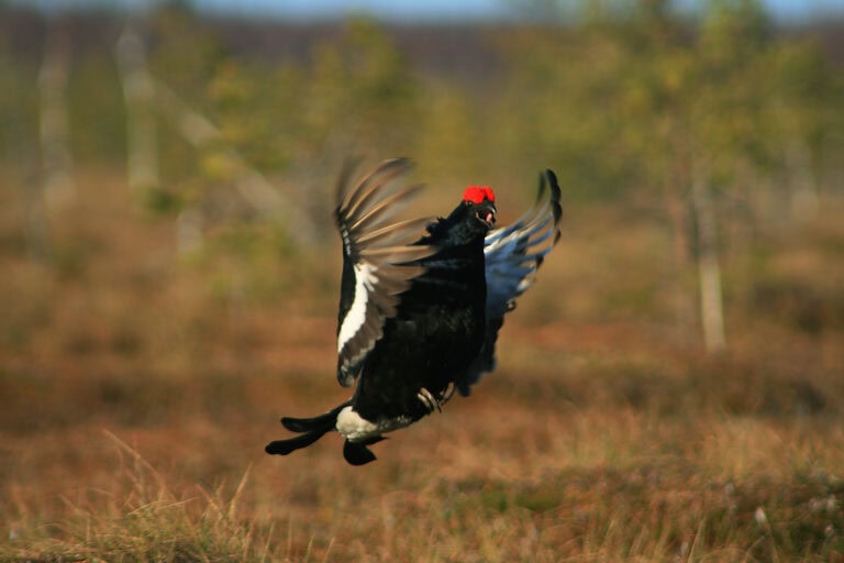 Black grouse or blackgame or blackcock (Lyrurus tetrix) lekking in the morning