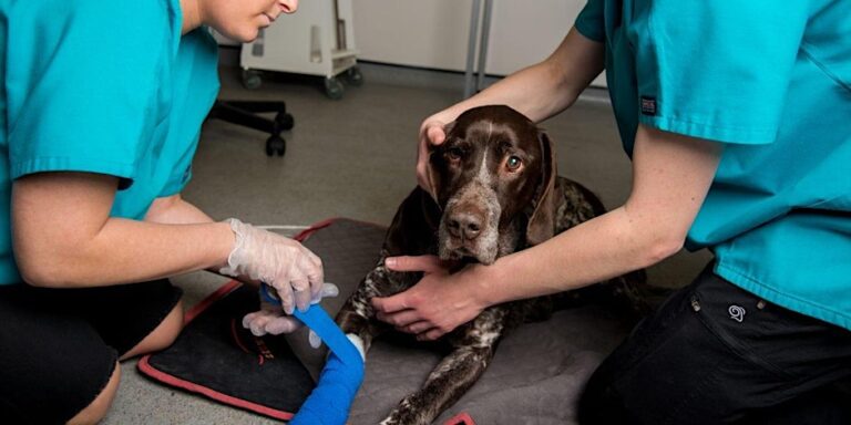 Animal First Aid