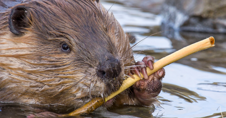 beavers public lecture