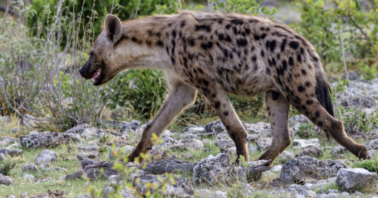 image of hyaena to promote hyaena public lecture