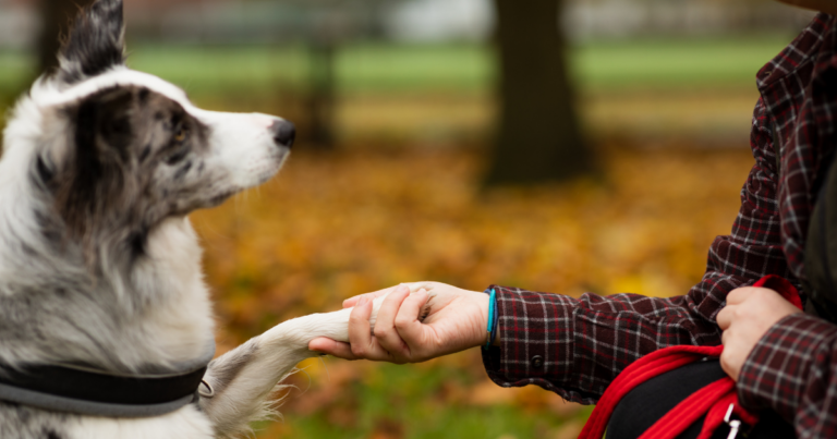 image of dog holding owner's paw for public lecture about microplastics and pets