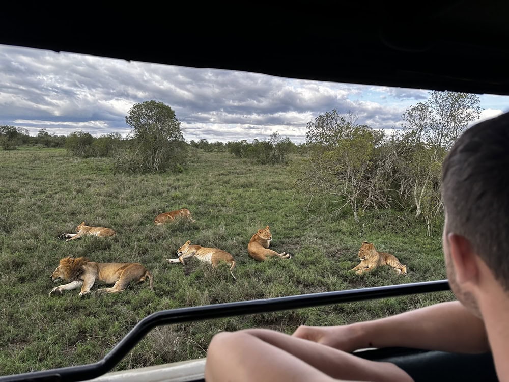 jeep safari with pack of lions