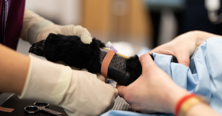Image of pet first aid to promote pet first aid lecture