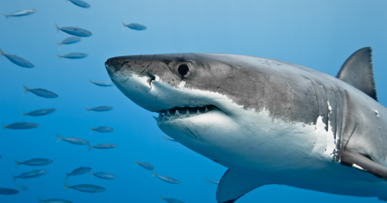 Image of shark for shark public lecture
