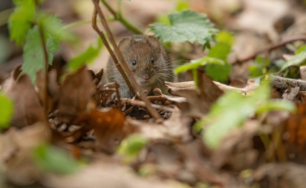 A field vole photographed by Reaseheath student Finley Gerrard Croxon on the College campus in 2026. The image was selected for Cheshire Wildlife Trust’s 2027 calendar.