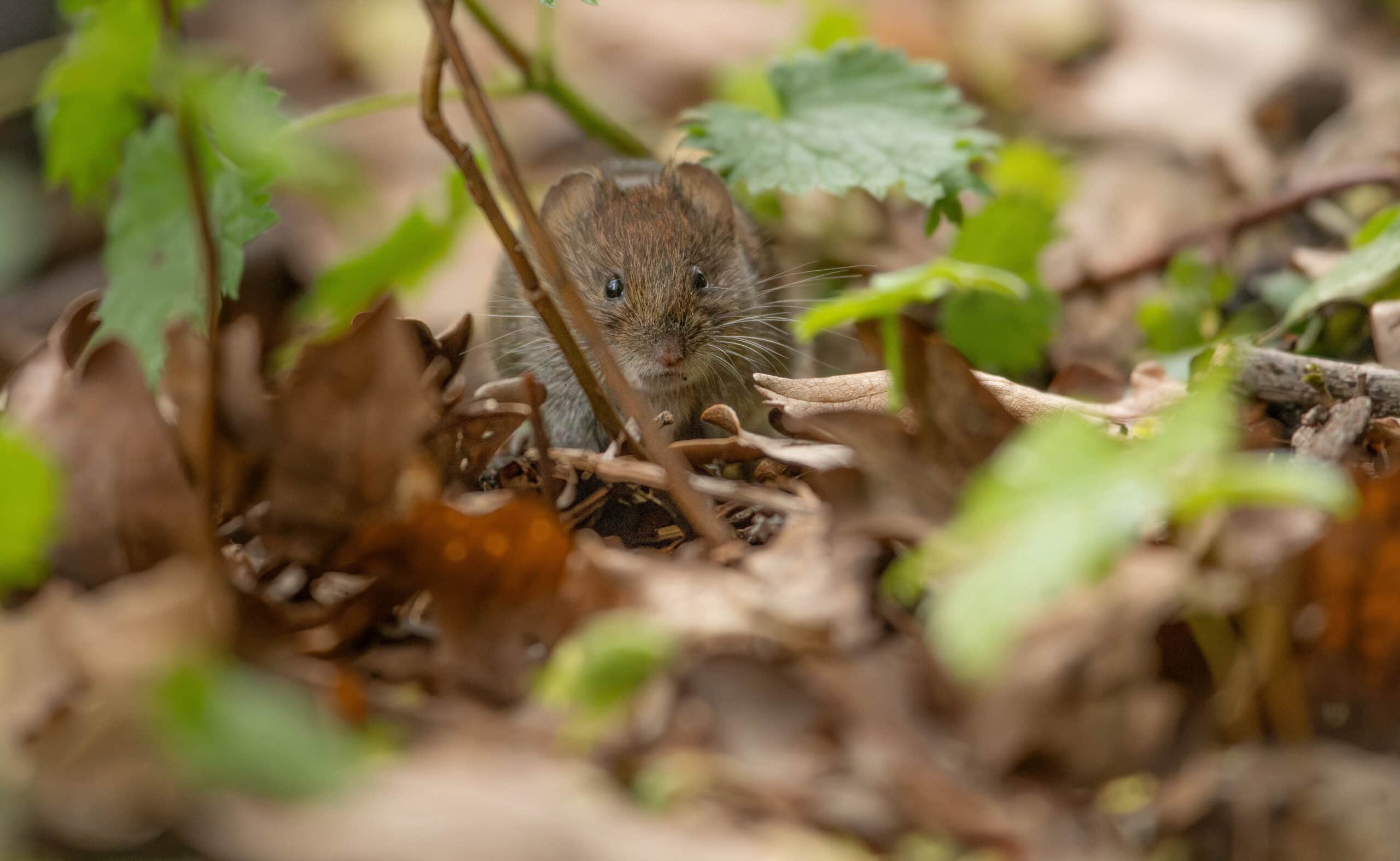 A field vole photographed by Reaseheath student Finley Gerrard Croxon on the College campus in 2026. The image was selected for Cheshire Wildlife Trust’s 2027 calendar.