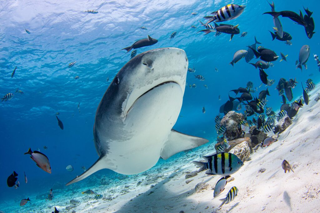 Tiger shark swimming underwater in the Maldives