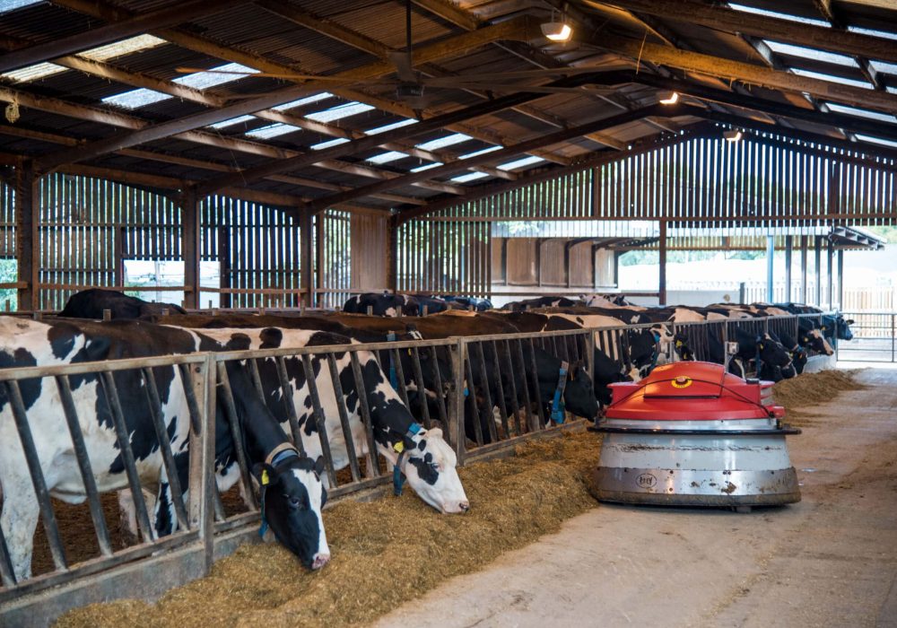 Reaseheath cow shed