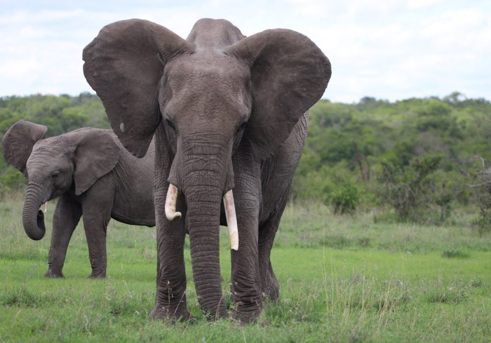 UCR undergraduates see elephants in Kenya