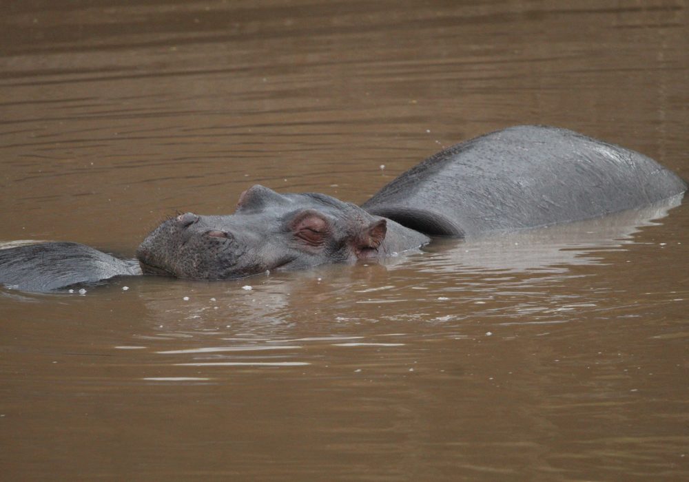 UCR undergraduates see hippos in Kenya