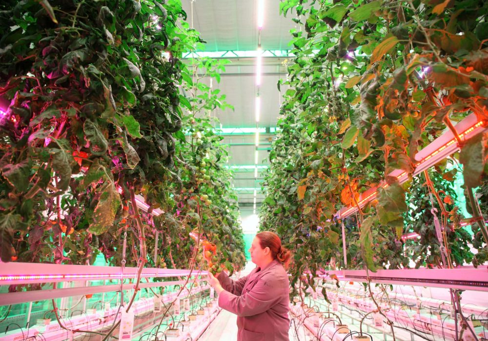 From field to fork - our students learn about all parts of the food chain, with our vertical farm and glass houses playing a vital role in the learning journey.