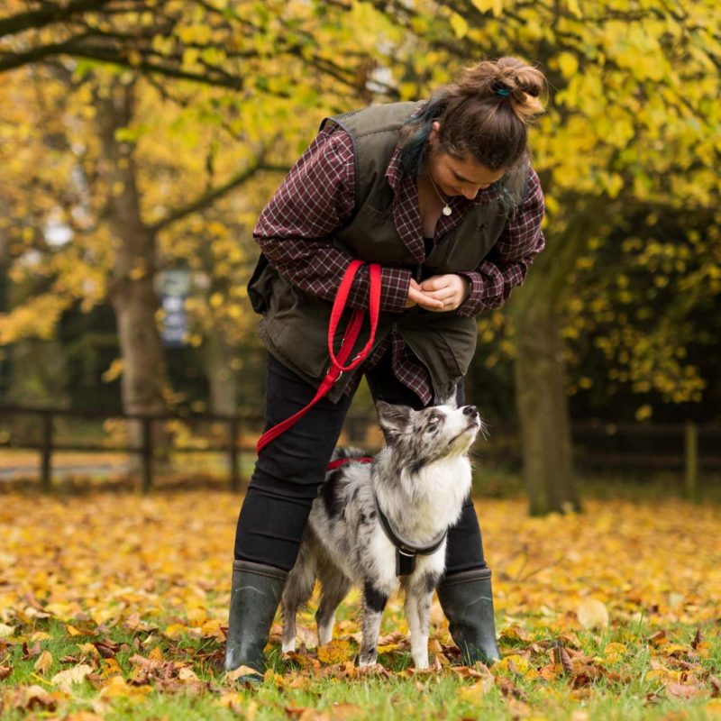 Foundation Degree Canine Behaviour and Training | University Centre  Reaseheath