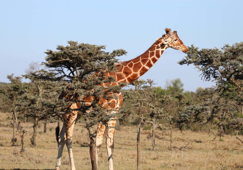 UCR Africa study tour 2022 - giraffe