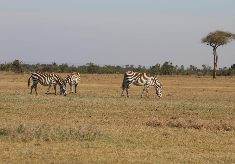 UCR Africa study tour 2022 - zebras