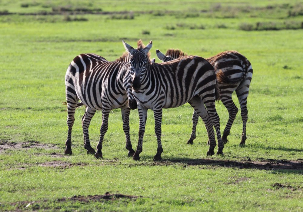 UCR undergraduates see zebras in Kenya