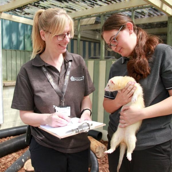 animal-science-ferrett